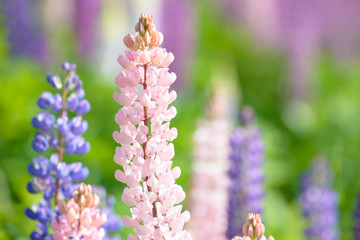 Obraz premium Lupinus, lupin, lupine field with pink purple and blue flowers