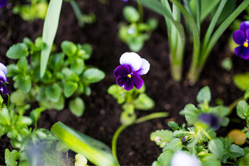 Colorful pansy flower known as Viola tricolor var. hortensis blooms in a botanical garden on a green background