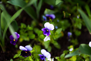 Colorful pansy flower known as Viola tricolor var. hortensis blooms in a botanical garden on a green background