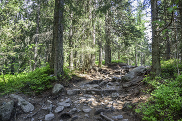 Footpath in mountain green forest.