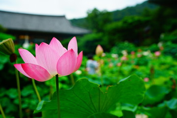 lotus flower