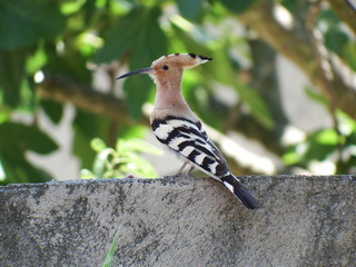 La Huppe fasciée © Gévi