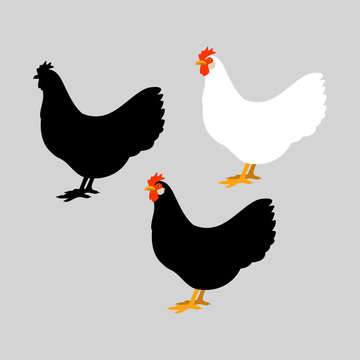  set chicken vector illustration style Flat set silhouette black