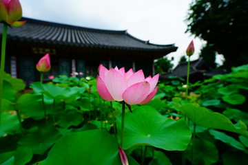 lotus flower