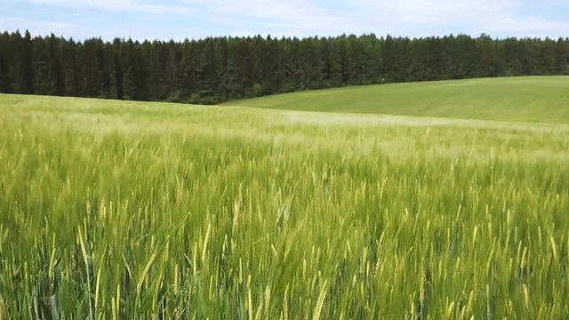 &Auml;hren bewegen sich im Wind