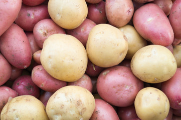 Beige and pink potatoes,  background. Heap of potato root. Close-up potatoes texture