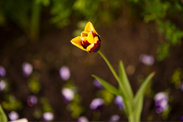 Red, bordo and yellow tulip called 'Gavota'. On blurred background with blue lights