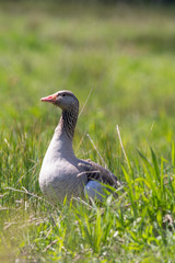 Countryside nature image of a greylag goose in a field of long grass