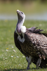 Endangered species vulture looks up in hope. Poignant wildlife threatened with extinction.