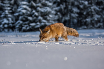red fox in the snow(Vulpes vulpes) 
