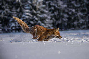 red fox in the snow(Vulpes vulpes) 