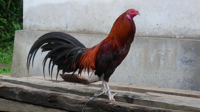 Rooster tied up in Bali, Indonesia