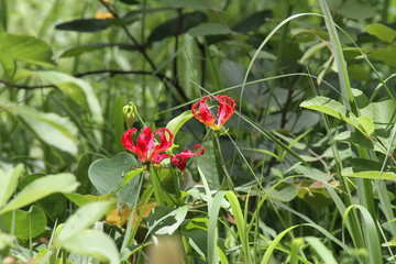 Rooi Hartbees Antelope