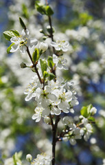 Branches of blossoming apple tree with white flowers close up