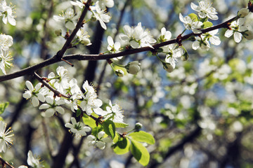 Branches of blossoming apple tree with white flowers close up