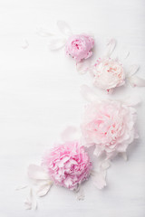 beautiful pink peony flower background