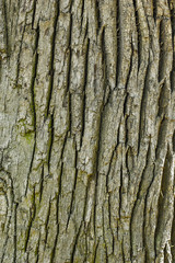 Wooden texture background
