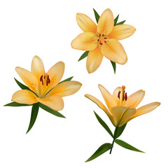 Realistic vector flowers set. Bouquet of orange lilies. Isolated vector illustration on white background.