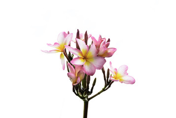 pink flower isolated whrite background  