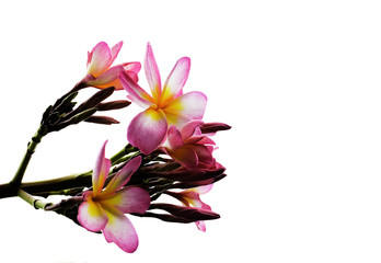 pink flower isolated whrite background  