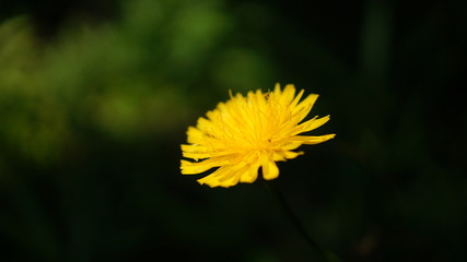 花だけに見えるタンポポ