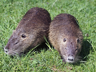 A two coypu, Nutria feeding on grass 