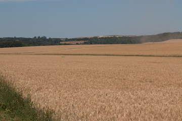 Fototapeta na wymiar champ de blé