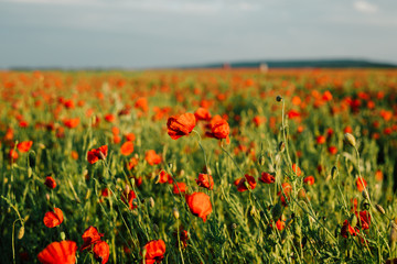 Field of fresh poppies at sunset in the South