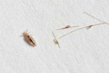 Louse and nits cocoons on white paper background - obrazy, fototapety, plakaty