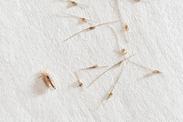Louse and nits cocoons on white paper background - obrazy, fototapety, plakaty
