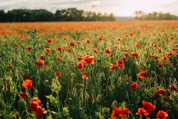 Field of fresh poppies at sunset in the South
