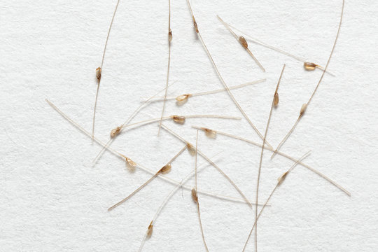 Nits on the hair, on white paper background
