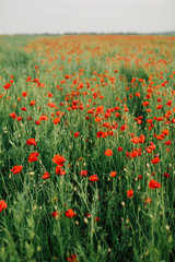 Field of fresh poppies at sunset in the South