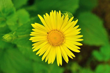 yellow flower