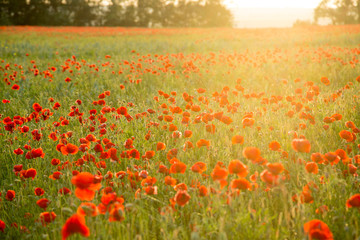 Field of fresh poppies at sunset in the South