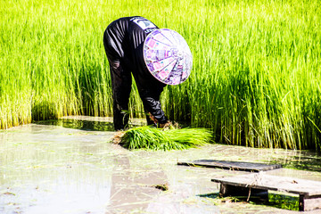 Farmer rice farmers grow rice, plow