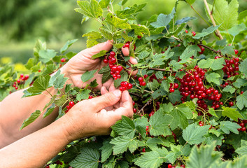 Berry harvest, farmer's hands picking red currant fruits in the summer garden