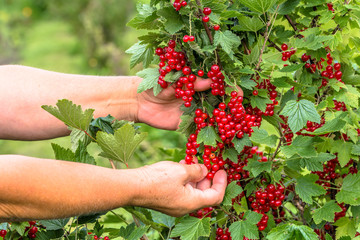 Berry harvest, farmer's hands picking red currant fruits in the summer garden