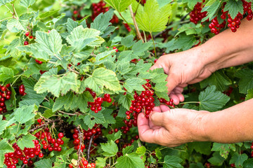 Berry harvest, farmer's hands picking red currant fruits in the summer garden