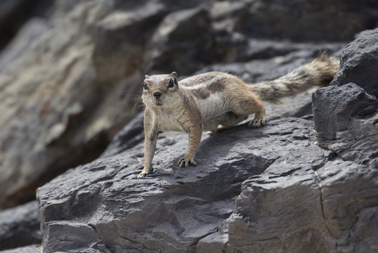 Barbary ground squirrel of Fuerteventura