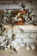 Beautiful plant in ceramic pot on wooden shelf with white brick wall on background in workshop