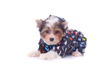 Puppy wearing clothing