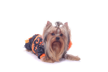 Yorkshire terrier in a clothing