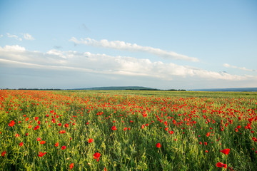 Blossoms of poppies in the fields in the South of Russia