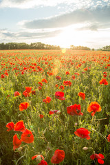 Blossoms of poppies in the fields in the South of Russia