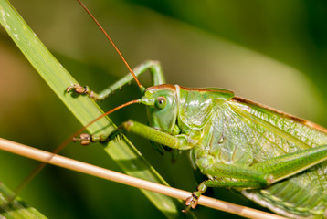 Heuschrecke