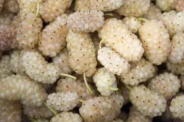White mulberry, background, texture