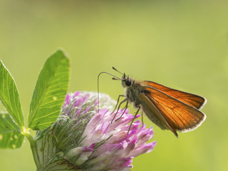 Ein Dickkopffalter (Schmetterling) sitzt auf einer Blüte. © goldi59