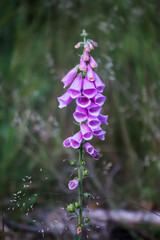 mountain foxglove and native grass © photonron