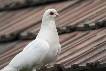 white pigeon